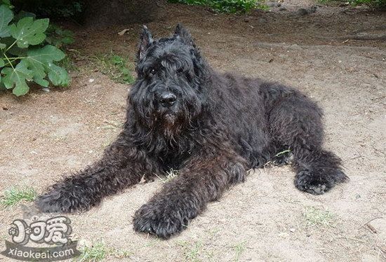 波蘭德斯布比野犬怎么驅(qū)蟲 波蘭德斯布比野犬驅(qū)蟲方法1