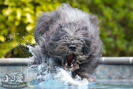 波蘭德斯布比野犬耳朵怎么清潔護(hù)理流程1