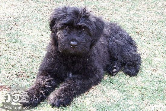 波蘭德斯布比野犬拉肚子解決方法1