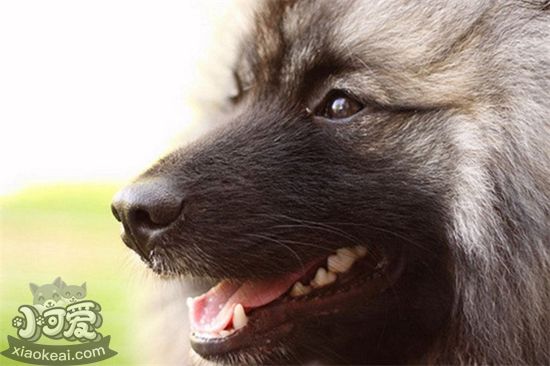 荷蘭毛獅犬消化不良吃什么藥 消化不良解決辦法