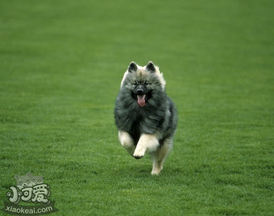 荷蘭毛獅犬怎么護(hù)毛 荷蘭毛獅犬被毛護(hù)理方法