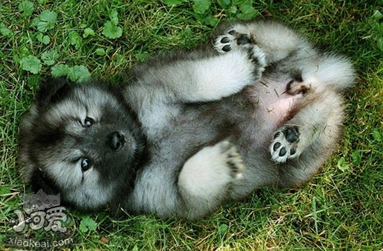 荷蘭毛獅犬怎么驅(qū)蟲 荷蘭毛獅犬驅(qū)蟲用藥介紹