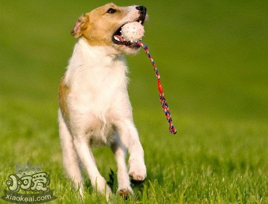 杰克羅素梗牙齒怎么護(hù)理 杰克羅素梗口腔清潔方法1