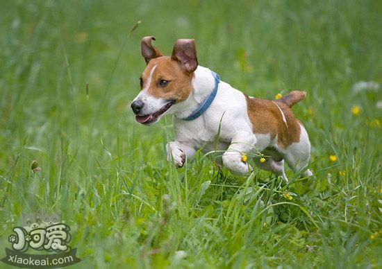 杰克羅素梗怎么驅(qū)蟲 杰克羅素梗驅(qū)蟲方法1