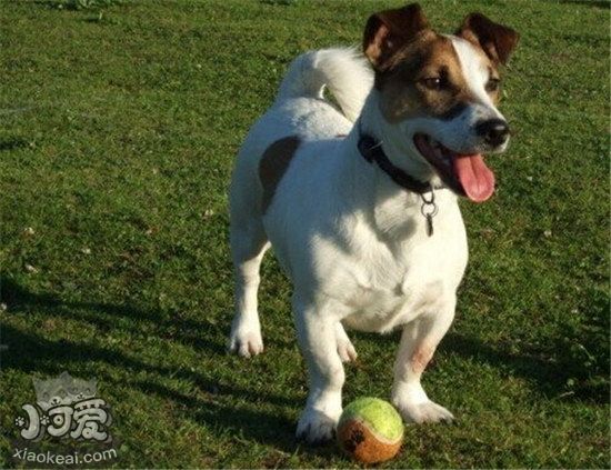 杰克羅素梗細(xì)小病毒癥狀及治療方法1