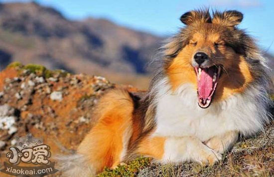 冰島牧羊犬怎么養(yǎng) 冰島牧羊犬喂養(yǎng)要點