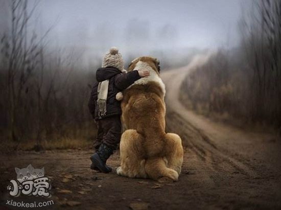 冰島牧羊犬得狗瘟怎么治療 狗瘟治療方法