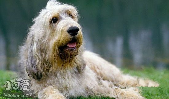 奧達(dá)獵犬感冒吃什么藥 獵水獺犬感冒照顧方法1