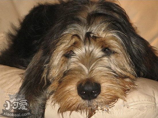 獵水獺犬有寄生蟲怎么處理 奧達獵犬寄生蟲預(yù)防方法1