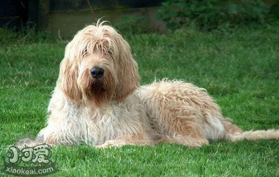 獵水獺犬嘔吐怎么處理 奧達(dá)獵犬嘔吐處理方法1