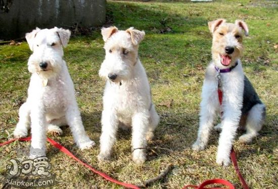 剛毛獵狐梗性格怎么樣 剛毛獵狐梗性格特點(diǎn)