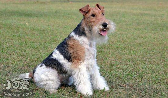 剛毛獵狐?？诔粼趺崔k 剛毛獵狐?？诔艚鉀Q辦法