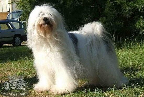 西藏梗嘔吐怎么辦 西藏梗嘔吐治療方法2