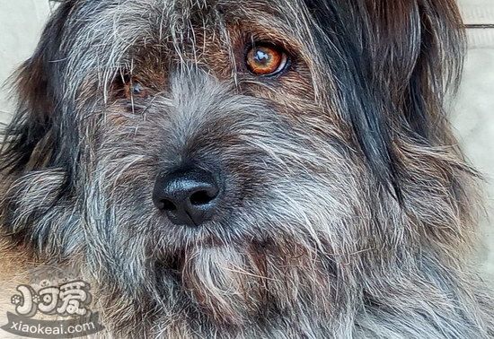 西藏梗耳朵怎么清潔 西藏梗耳朵護(hù)理方法1