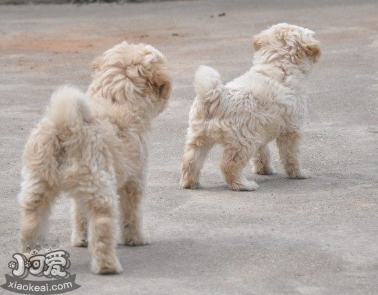 西藏梗感冒怎么治療 西藏梗感冒治療護理方法1