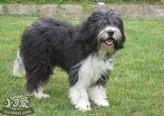 西藏梗有牙結(jié)石怎么辦 西藏梗牙結(jié)石預(yù)防治療方法1