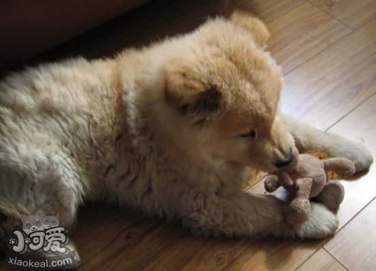 愛(ài)爾蘭獵狼犬牙結(jié)石預(yù)防治療方法1