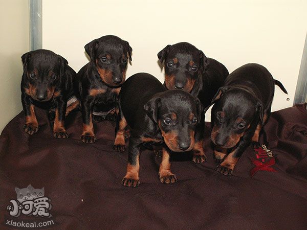 玩具曼徹斯特犬細(xì)小能吃什么