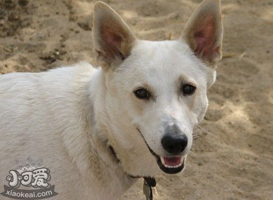 卡南犬怎么喂養(yǎng) 卡南犬喂養(yǎng)要點