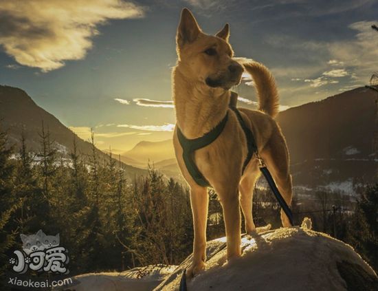 卡南犬發(fā)燒怎么辦 卡南犬發(fā)燒解決辦法