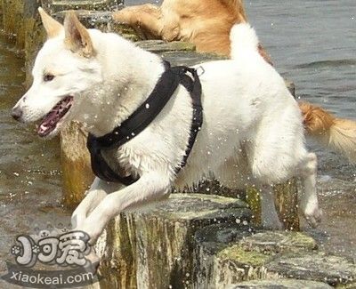 卡南犬腎病有什么癥狀 卡南犬腎病癥狀介紹