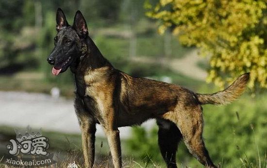 馬里努阿犬怎么洗澡 馬里努阿犬洗澡注意事項(xiàng)1