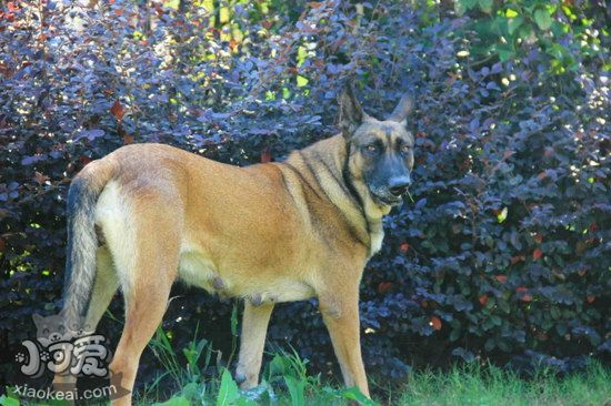 馬里努阿犬有牙結石怎么辦 馬里努阿犬牙結石預防治療方法1