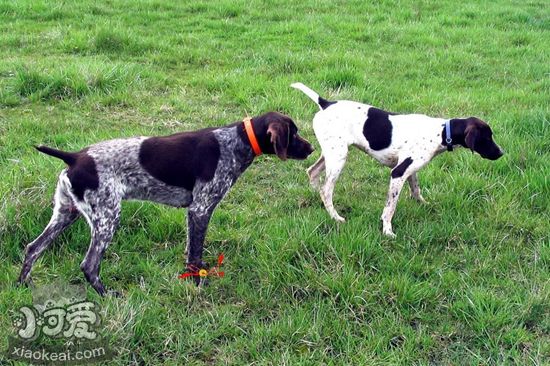 德國短毛波音達(dá)怎么養(yǎng) 德國短毛波音達(dá)飼養(yǎng)知識(shí)