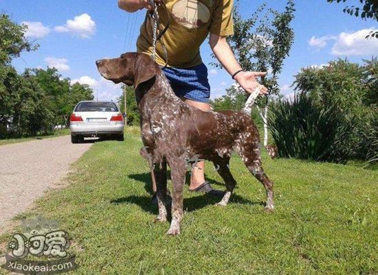 德國(guó)短毛波音達(dá)耳螨怎么治療 耳螨治療方法介紹