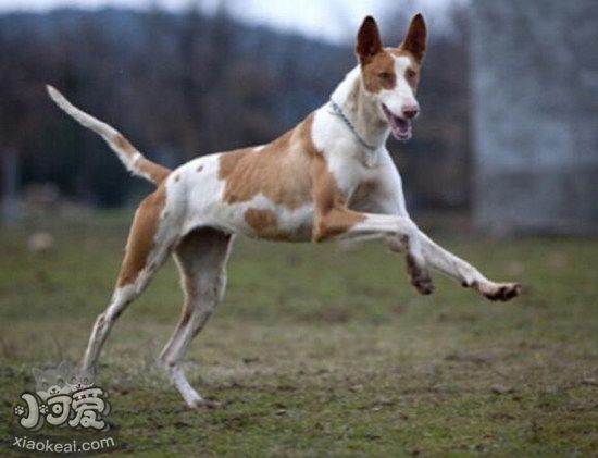 伊比贊獵犬耳朵怎么清潔 伊比贊獵犬耳朵護(hù)理方法1