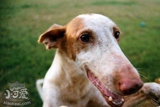 伊比贊獵犬怎么驅(qū)蟲(chóng) 伊比贊獵犬驅(qū)蟲(chóng)方法