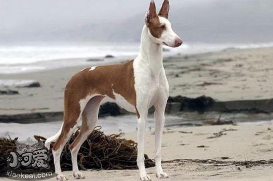 伊比贊獵犬發(fā)燒怎么解決 伊比贊獵犬發(fā)燒處理方案1