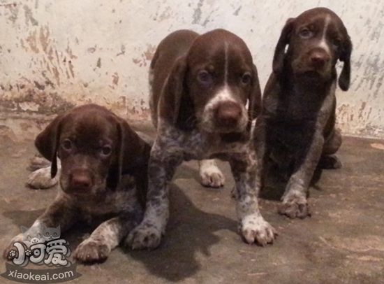 德國短毛波音達(dá)異食癖怎么治療 異食癖治療方法