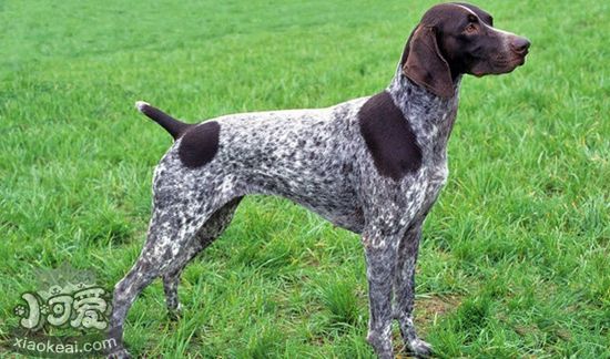 德國短毛波音達嘔吐怎么回事 嘔吐原因介紹