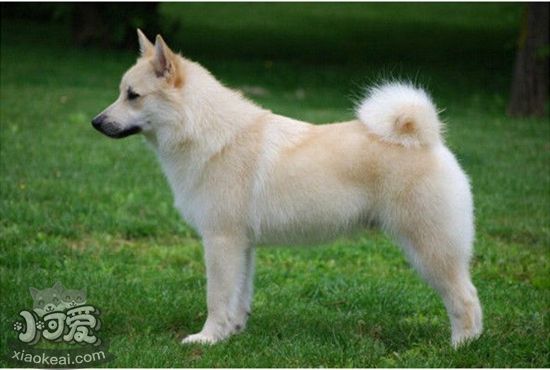 挪威布哈德犬眼睛如何護理 眼睛護理步驟