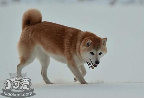 挪威布哈德犬細(xì)小病毒有什么癥狀 犬細(xì)小病毒癥狀介紹