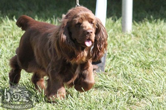 如何訓(xùn)練蘇塞克斯獵犬拿報紙 蘇塞克斯獵犬拿報紙技能訓(xùn)練