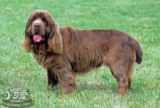 蘇塞克斯獵犬發(fā)燒如何治療 發(fā)燒治療方法