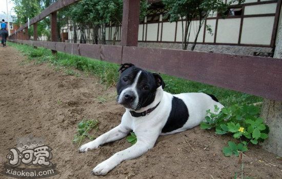 斯塔?？ざ放９Ｔ趺答B(yǎng) 美國斯塔福郡斗牛梗飼養(yǎng)心得1