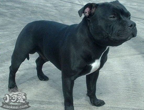 斯塔福郡斗牛梗感冒怎么辦 斯塔?？ざ放９８忻白o理方法1