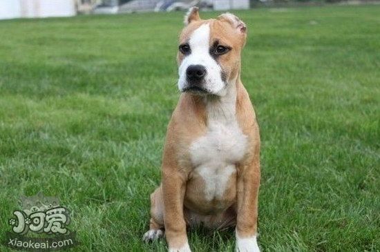 斯塔?？ざ放９６湓趺辞鍧?斯塔?？ざ放９６渥o(hù)理方法1