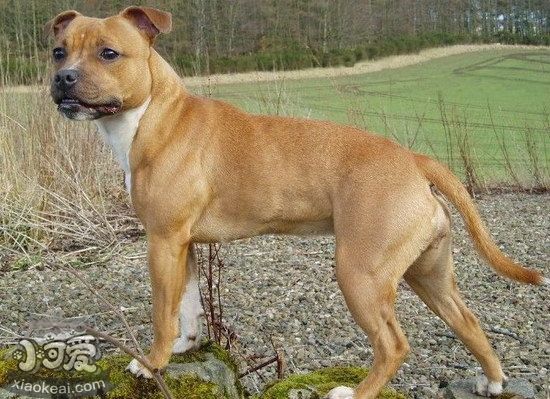 斯塔福郡斗牛梗毛發(fā)怎么打理 斯塔?？ざ放９Ｃl(fā)護(hù)理方法1