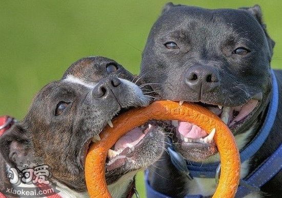 怎么給斯塔?？ざ放９Ｋ⒀?斯塔?？ざ放９Ｋ⒀啦襟E1