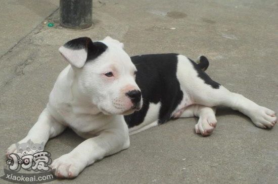 斯塔?？ざ放９Ｎ帐秩绾斡?xùn)練 斯塔?？ざ放９Ｎ帐钟?xùn)練方法1