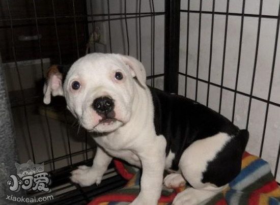 斯塔?？ざ放９y吠叫怎么辦 斯塔?？ざ放９y叫糾正方法1