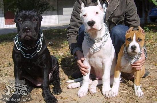 斯塔?？ざ放９Ｔ趺从?xùn)練出門隨行教程1