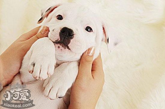 怎么訓(xùn)練斯塔??ざ放9Qb死 斯塔福郡斗牛梗裝死訓(xùn)練心得1