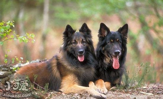 比利時(shí)特伏丹犬怎么養(yǎng) 比利時(shí)特伏丹犬飼養(yǎng)方法
