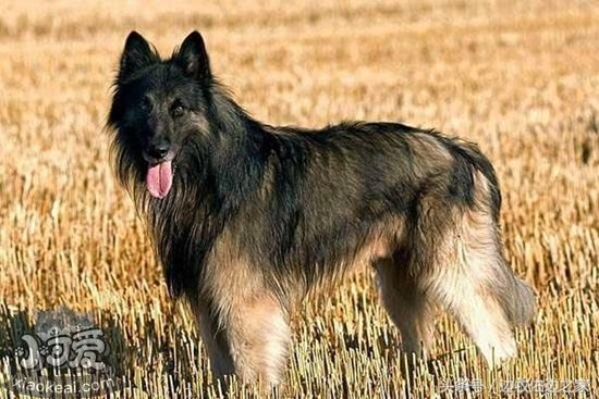 怎么訓(xùn)練比利時(shí)特伏丹犬鉆圈 比利時(shí)特伏丹犬鉆圈訓(xùn)練