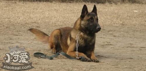 比利時特伏丹犬怎么梳毛 比利時特伏丹犬梳毛步驟